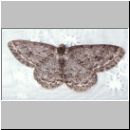 Ectropis crepuscularia - Zackenbindiger Rindenspanner 01.jpg